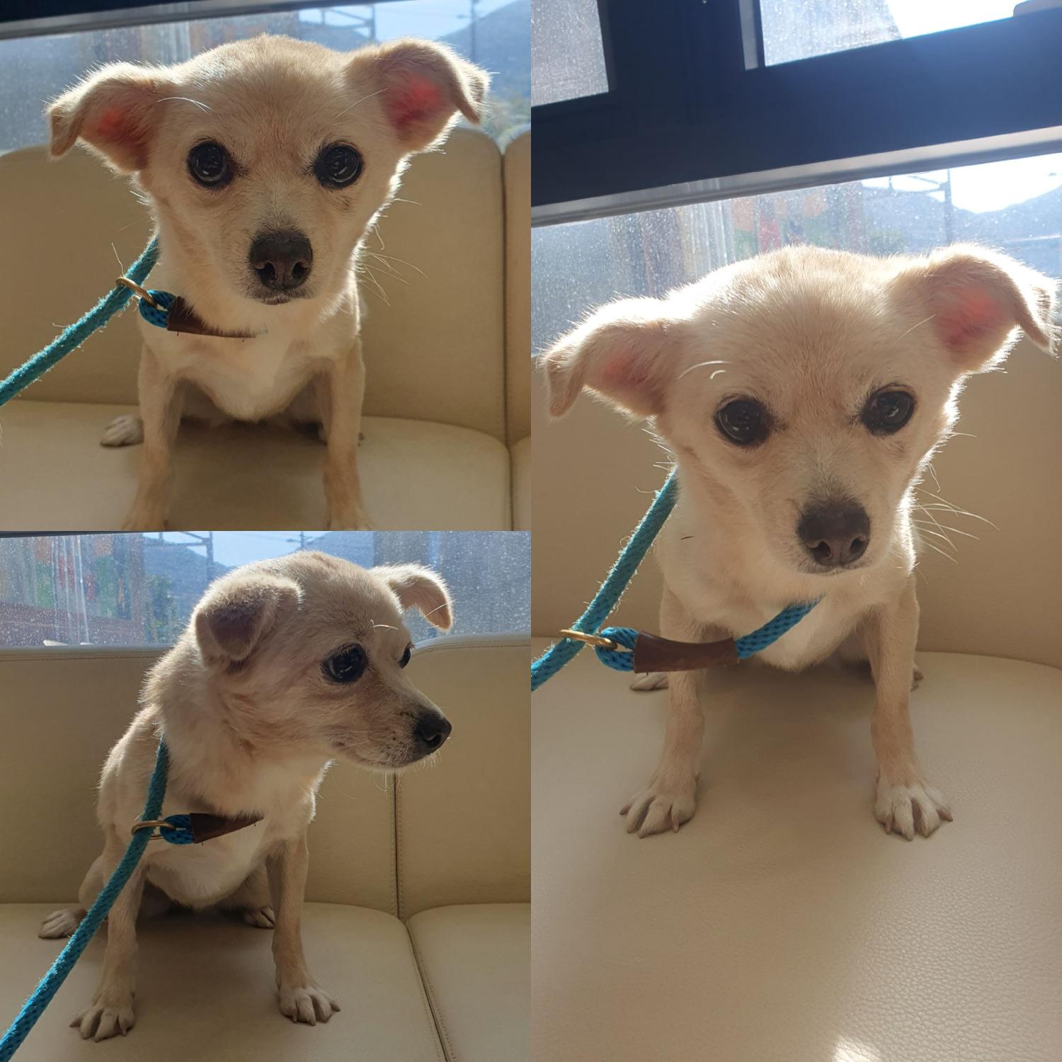 경주동물사랑보호센터_447505202401216