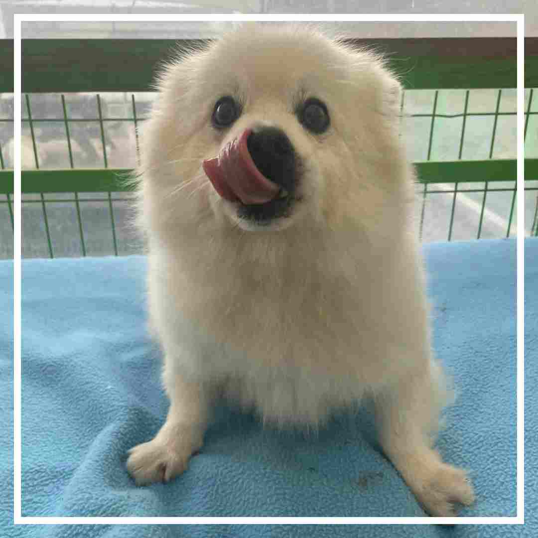 군산유기동물보호센터_445467202402152