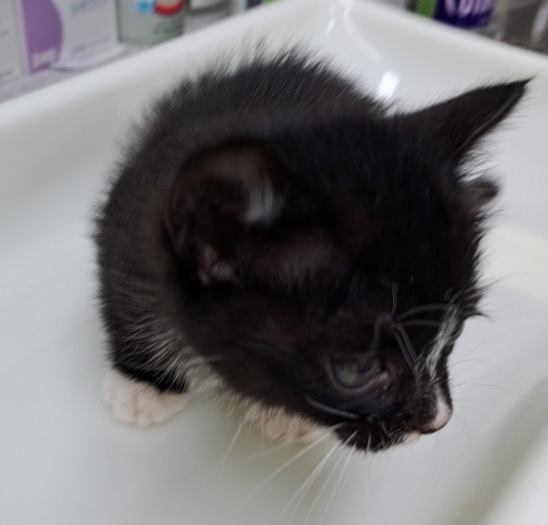 수원시 동물보호센터_441374202401409