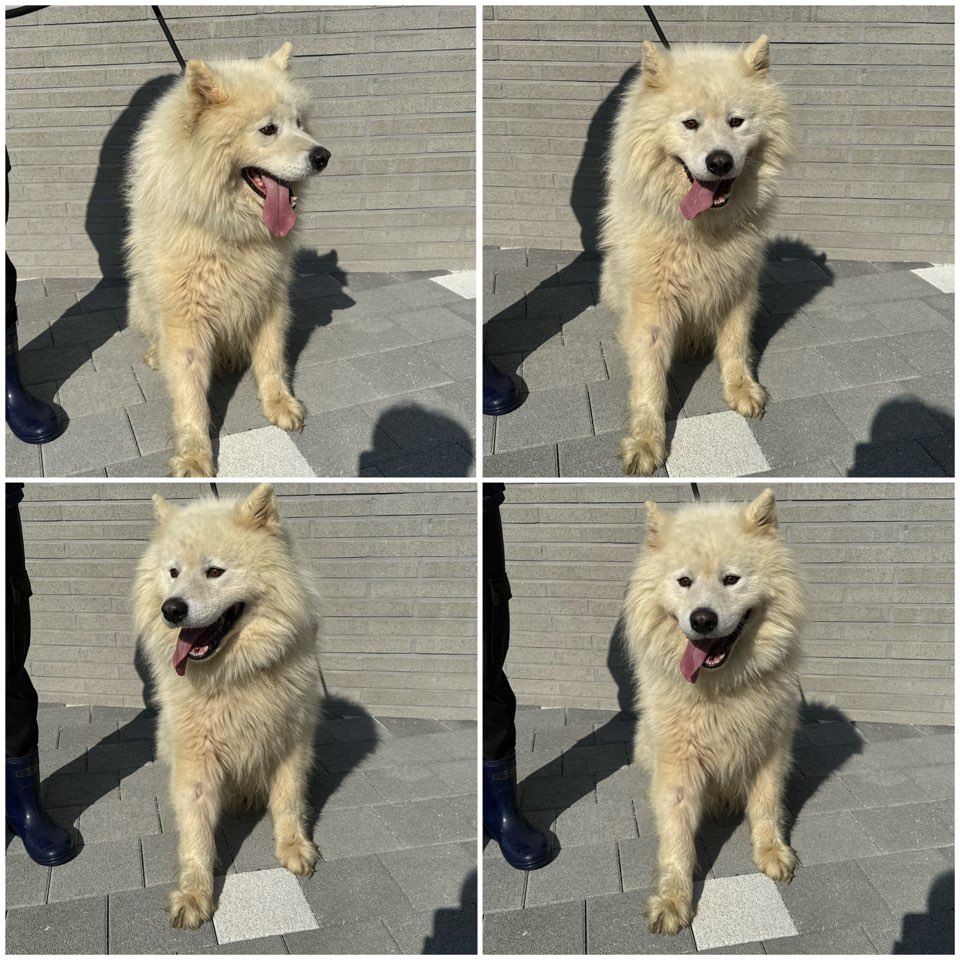 천안시 동물보호센터_444449202402085