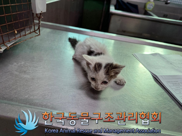 한국동물구조관리협회_411300202400453