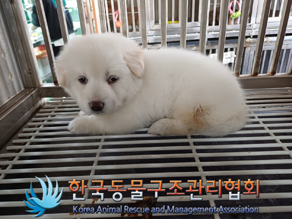 한국동물구조관리협회_411315202400541
