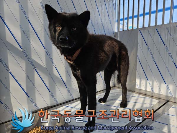 한국동물구조관리협회_441414202400807
