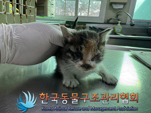 한국동물구조관리협회_441560202401315