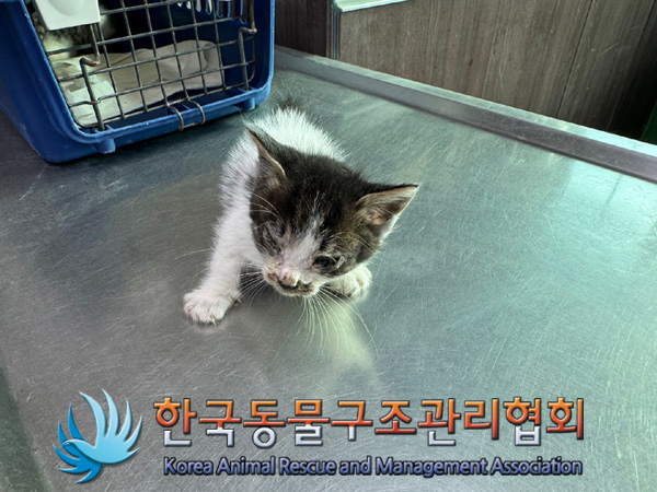 한국동물구조관리협회_441406202401807