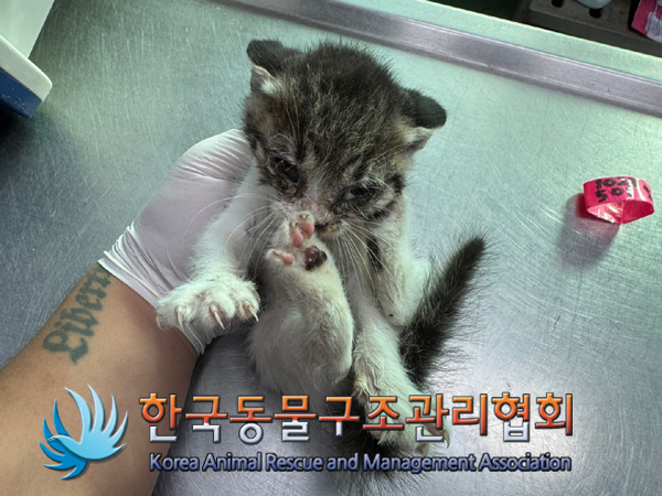 한국동물구조관리협회_441406202401808