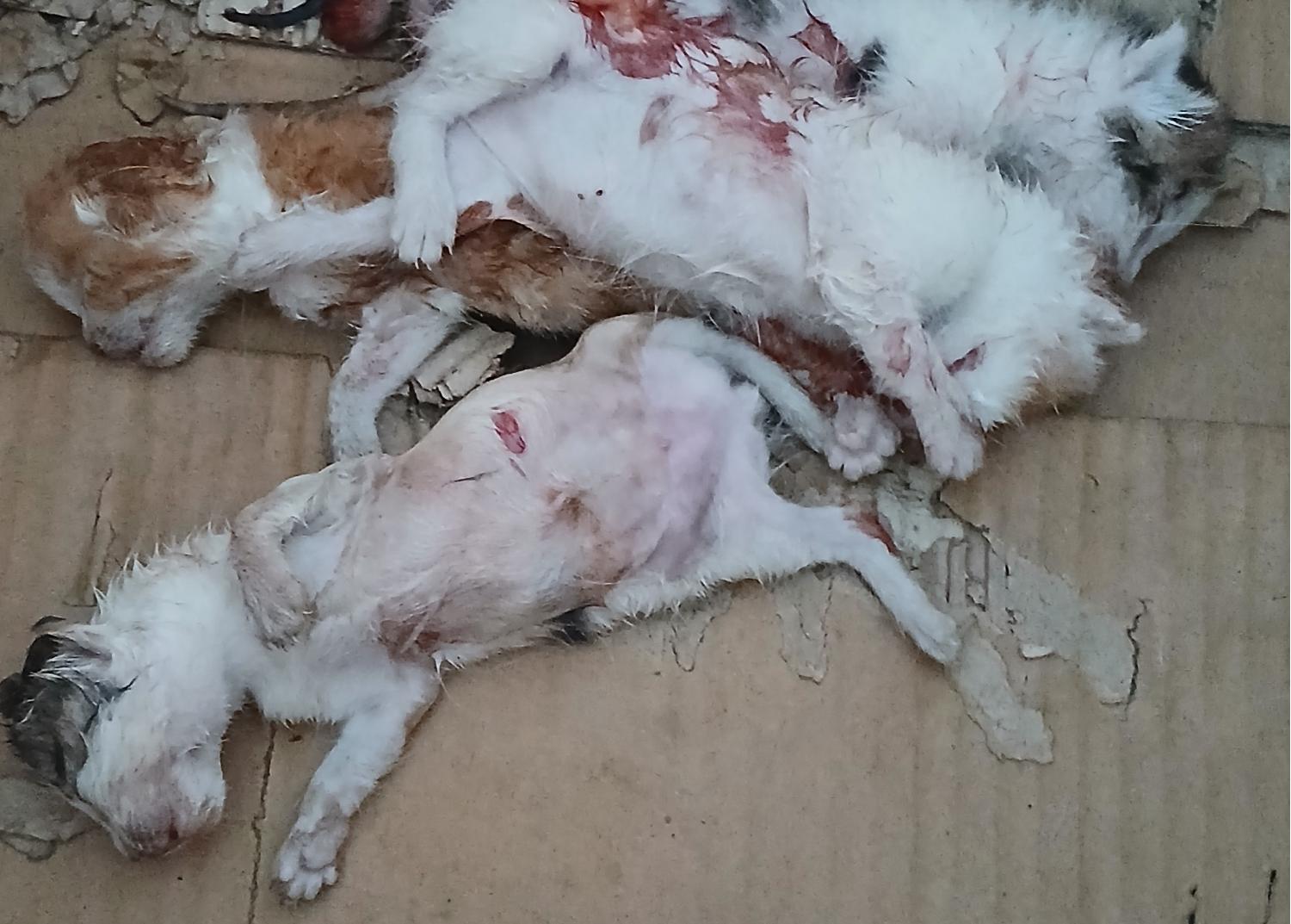 대구유기동물보호협회_427345202400651