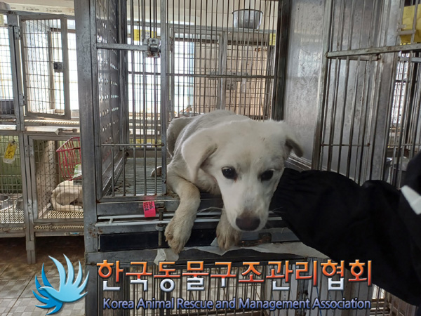 한국동물구조관리협회_441560202401314