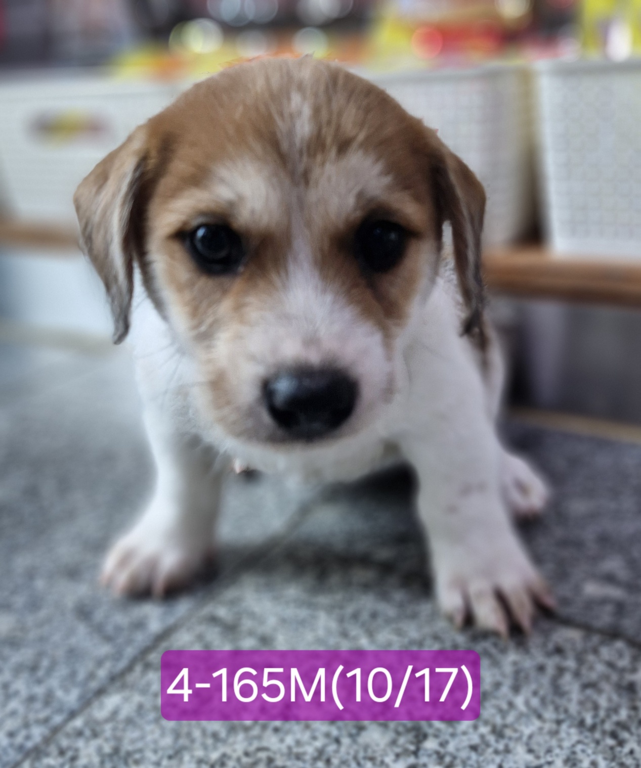 고성군유기동물보호소_448542202402449