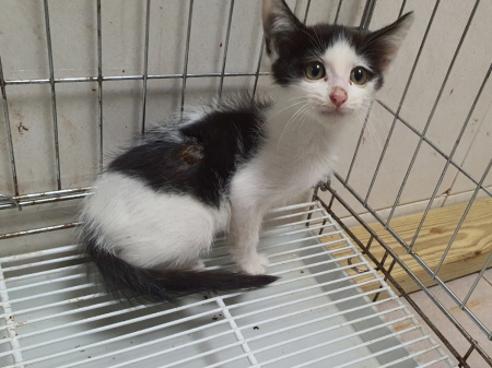 원주시동물보호센터_442419202400809
