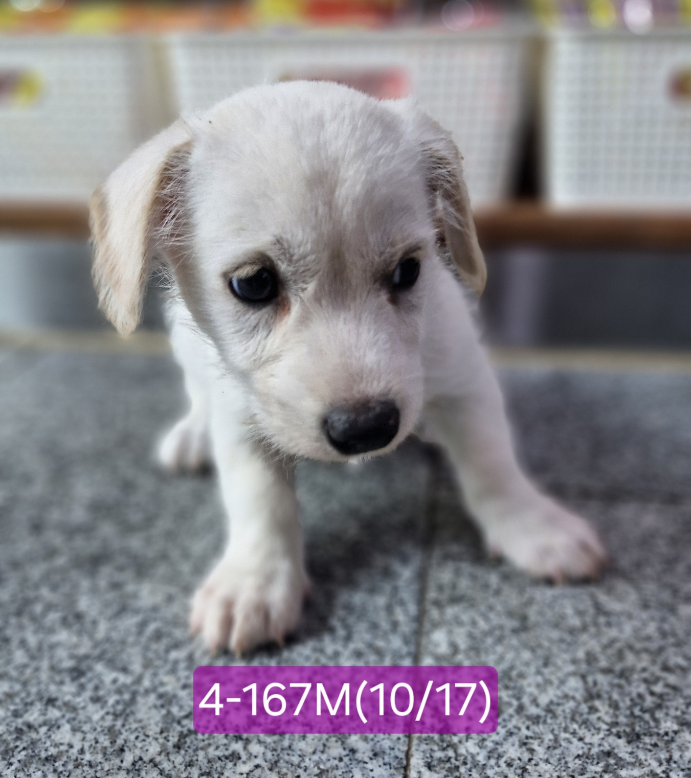 고성군유기동물보호소_448542202402451