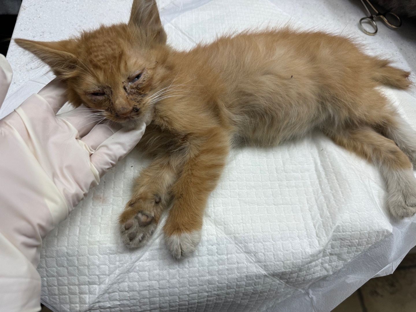 가정동물병원_428356202401884