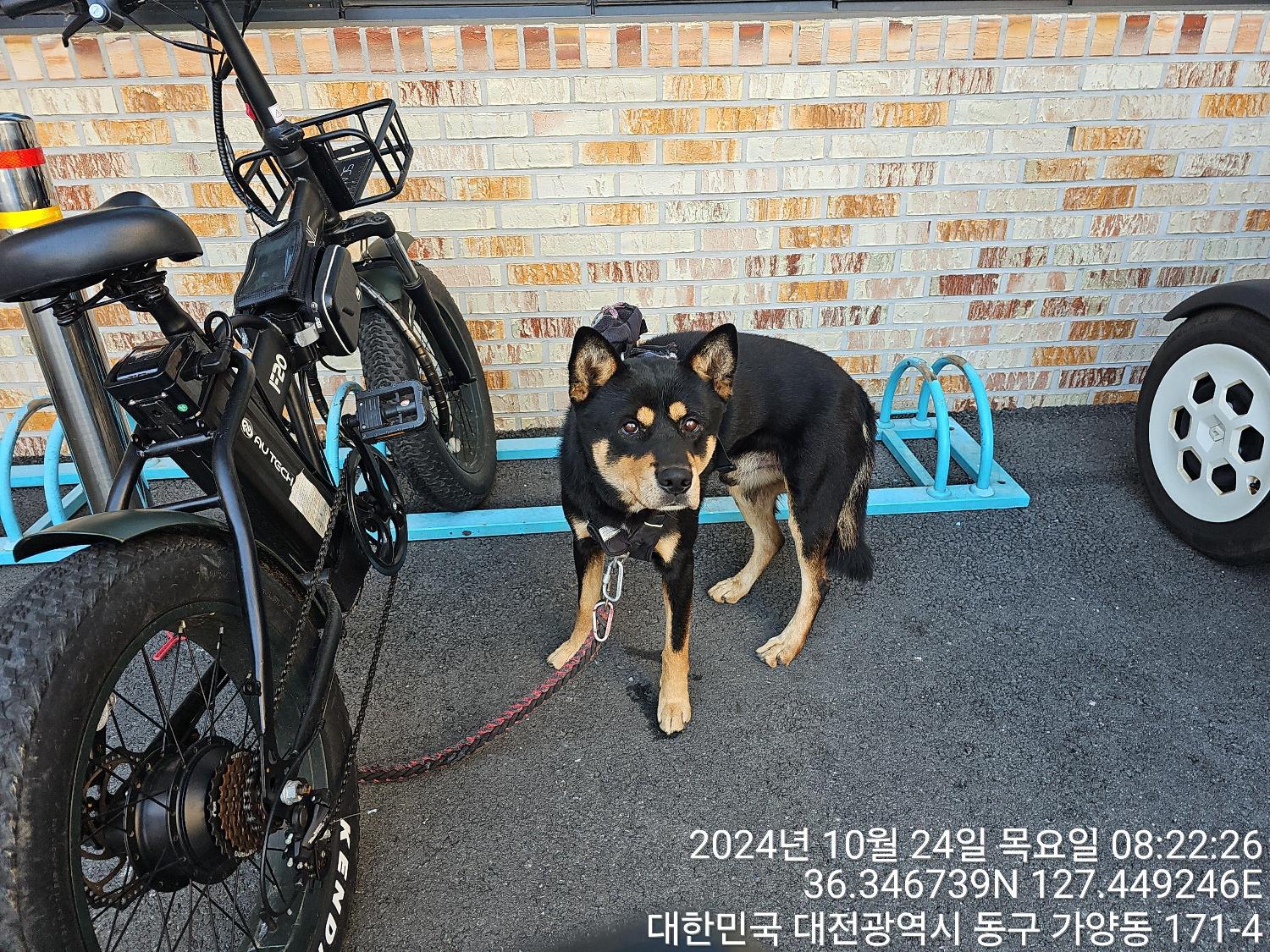 대전동물보호센터_430364202400778