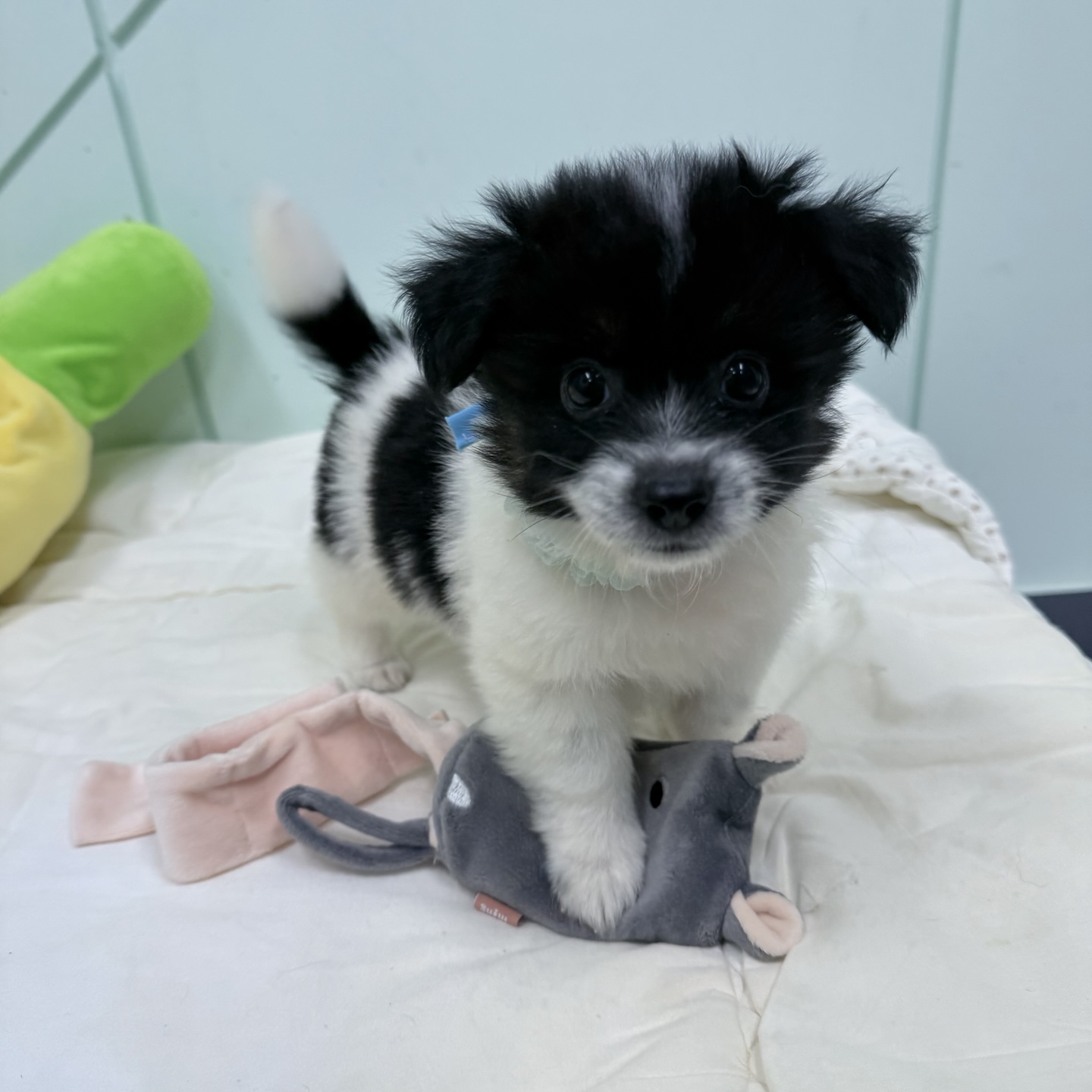 강릉시 동물사랑센터_442420202400520
