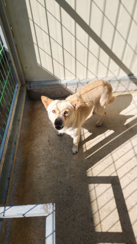 익산유기동물보호소_445468202402878