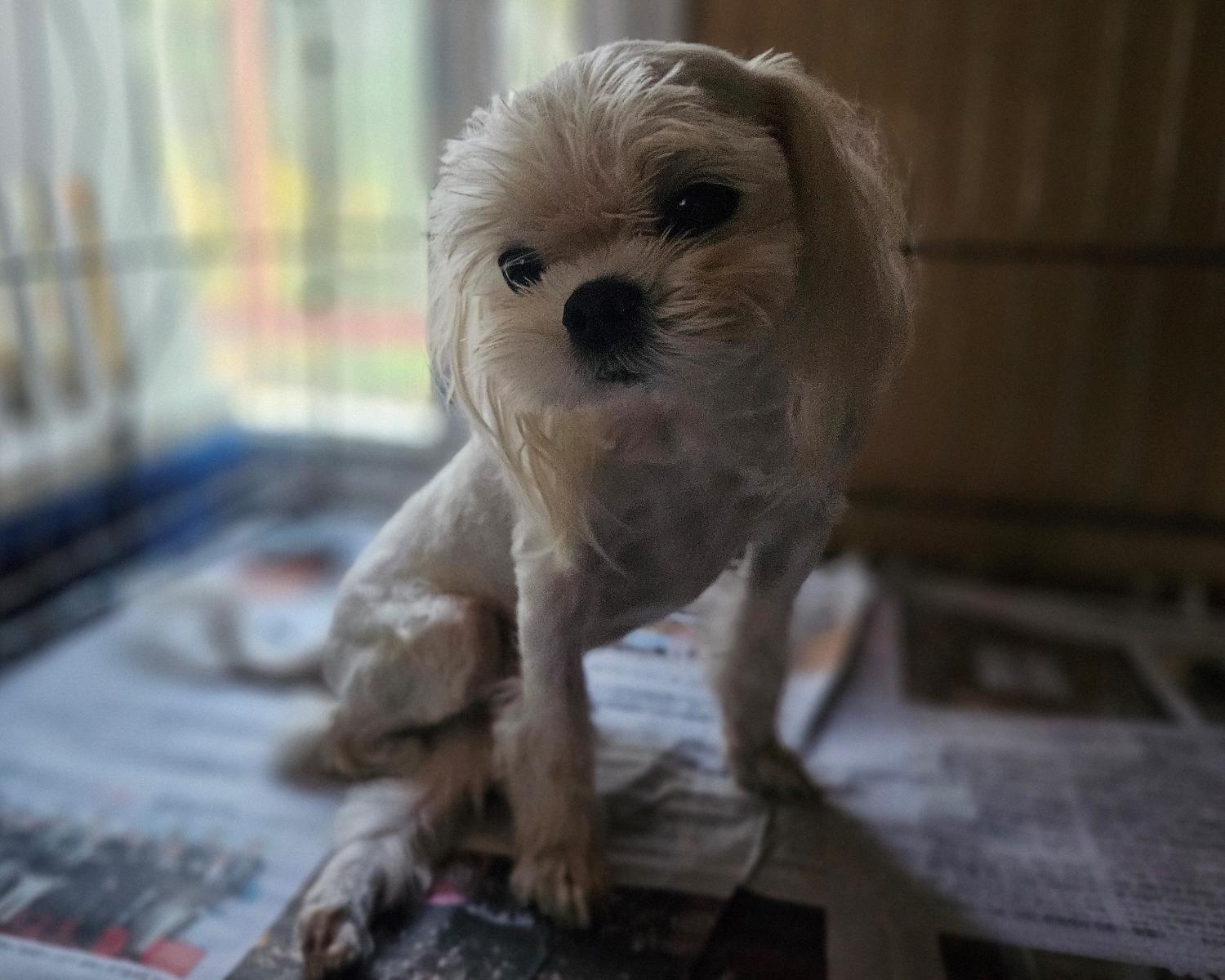 창원유기동물보호소_448567202401195