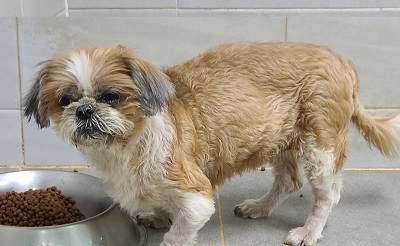 영천유기동물보호센터_447510202400786