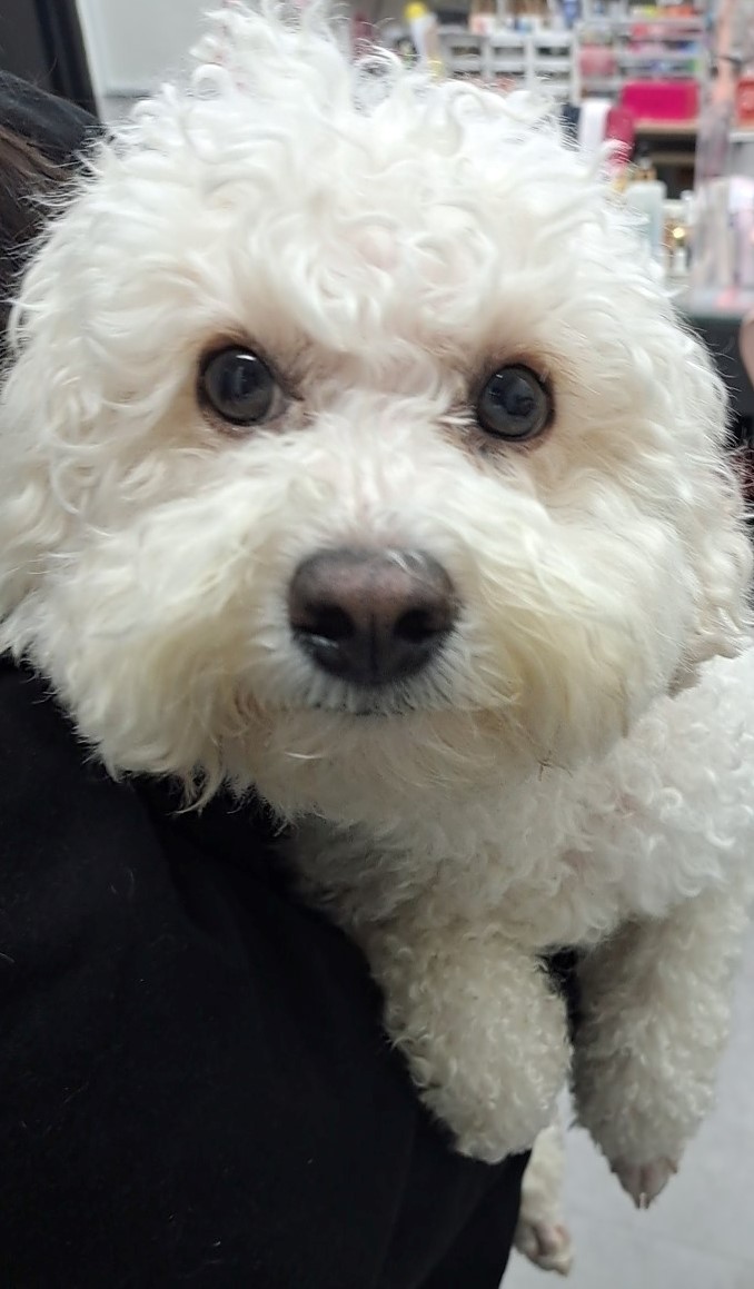 수원시 동물보호센터_441374202401415