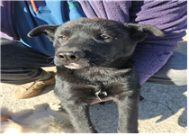 (사)동물보호관리협회_448535202401290