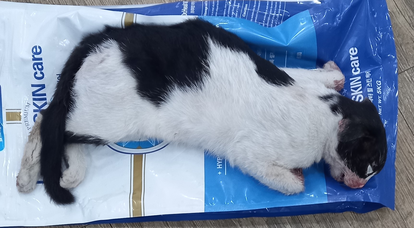 대구시수의사회(더펫)_427343202400881