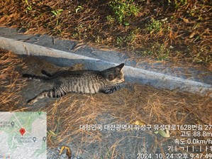 대전동물보호센터_430367202400781