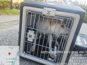 대전동물보호센터_430367202400778