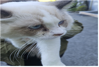 유기동물및관리협회_448535202401287