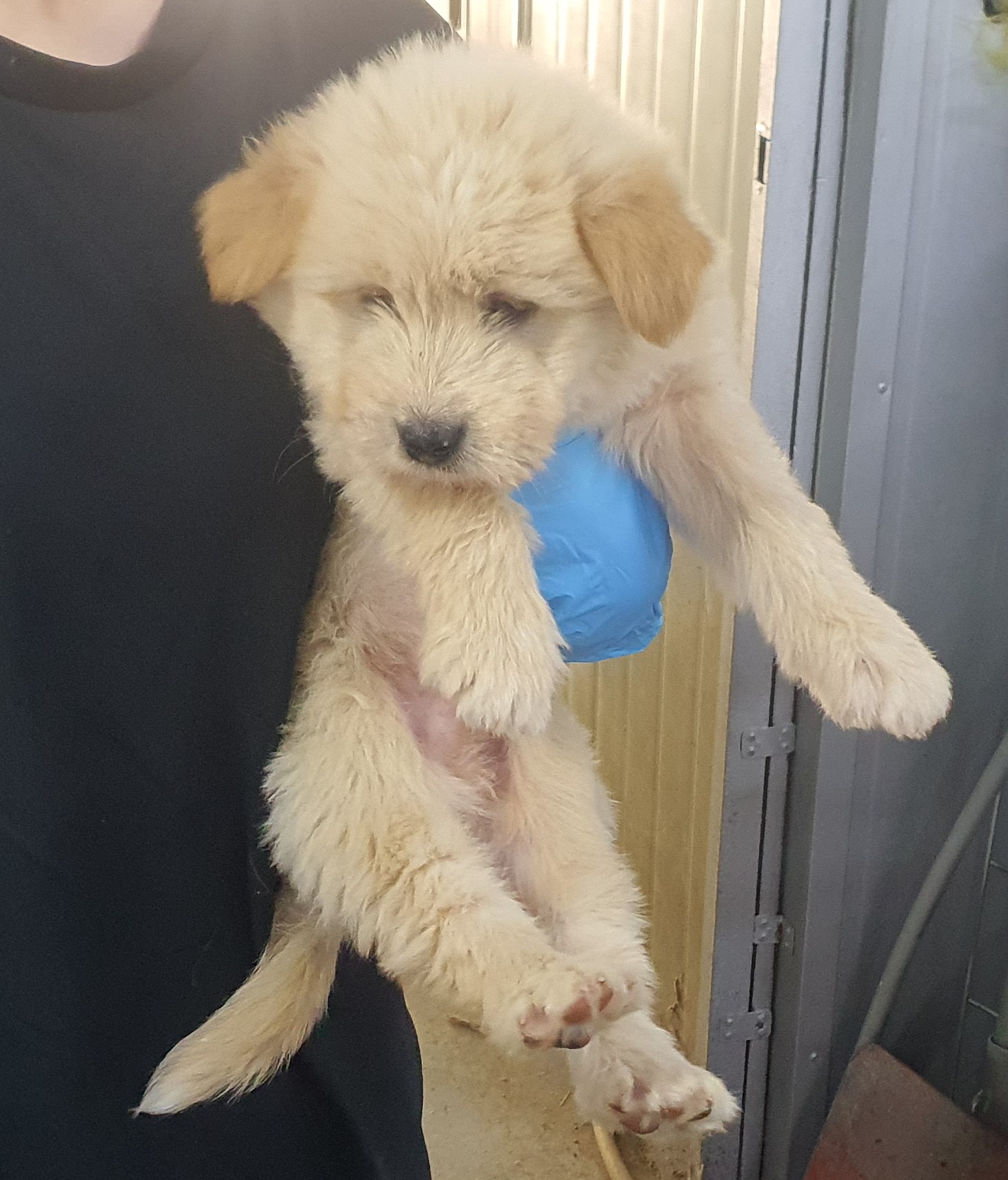 인천수의사회유기동물_428358202400349