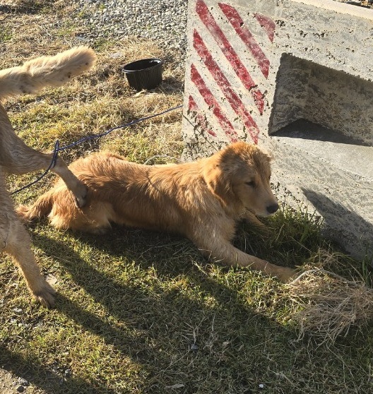 아산동물복지지원센터_444452202402170