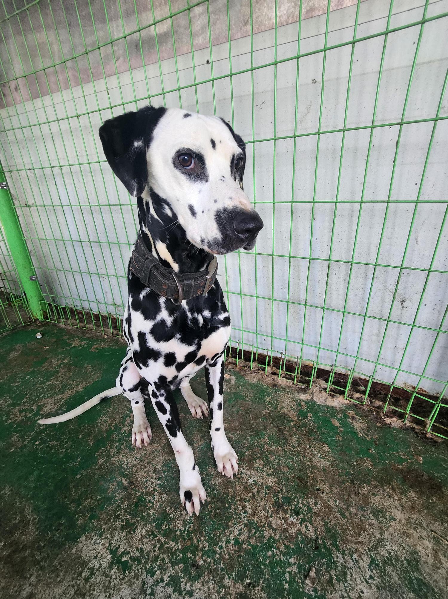 봉화군유기동물보호소_447524202400077