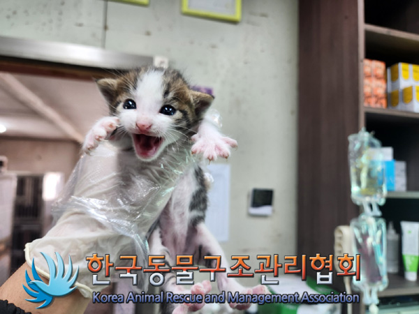 한국동물구조관리협회_441382202400776