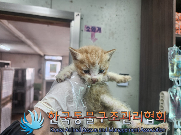 한국동물구조관리협회_441406202401824