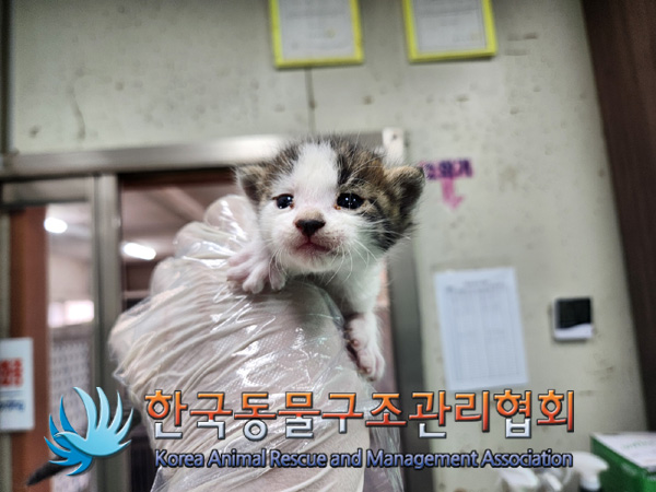 한국동물구조관리협회_441382202400779