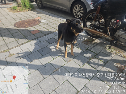 대전동물보호센터_430365202400558