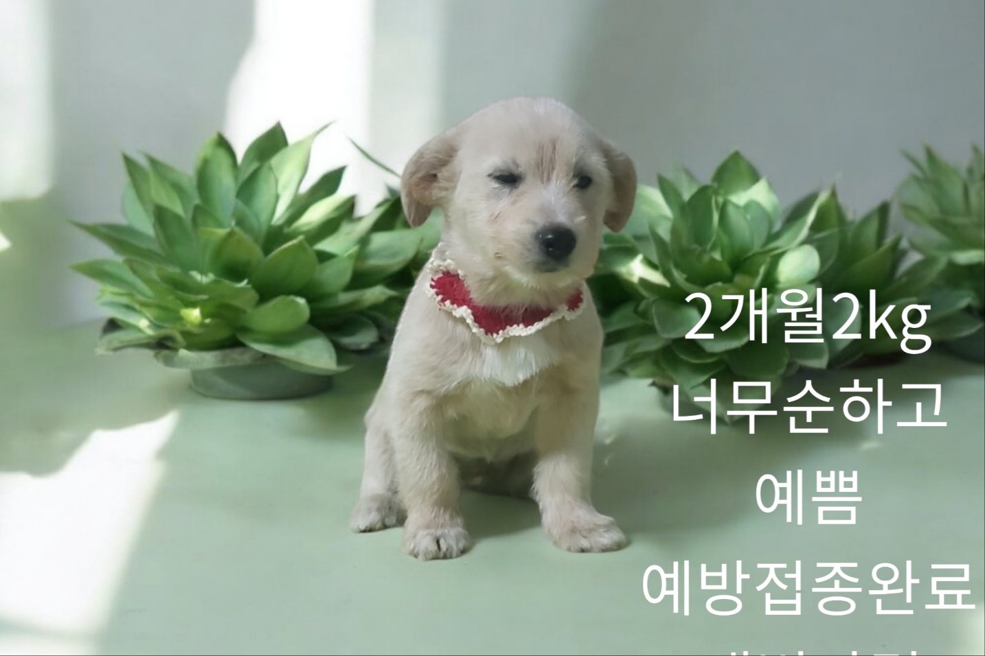 성주유기동물보호센터_447521202400496