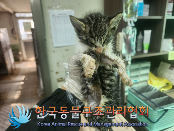 한국동물구조관리협회_441560202401318