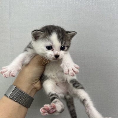 동부유기동물보호협회_426333202400666