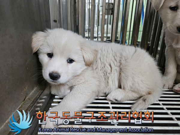 한국동물구조관리협회_441404202400548