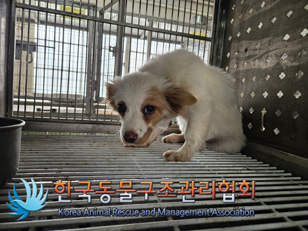 한국동물구조관리협회_441560202401319