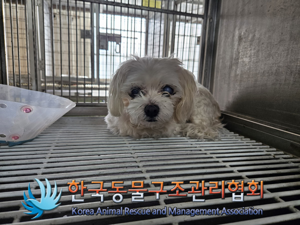 한국동물구조관리협회_411324202400571