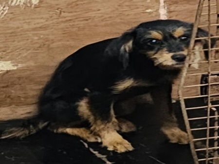 원주시동물보호센터_442419202400828