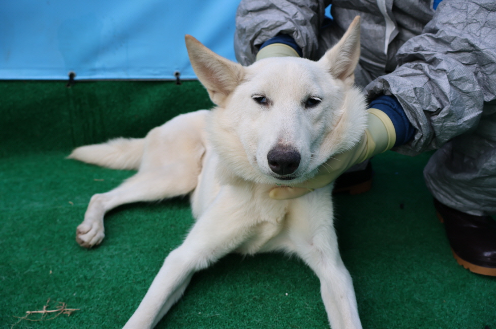 제주 동물보호센터_450650202403193