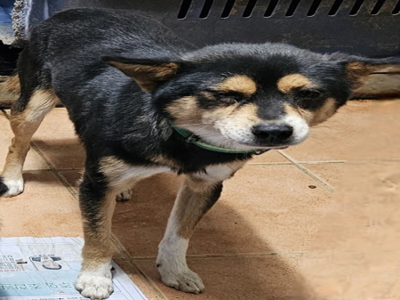 원주시동물보호센터_442419202400826
