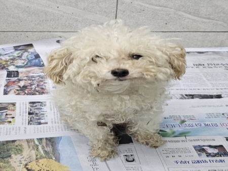원주시동물보호센터_442419202400821
