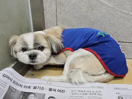원주시동물보호센터_442419202400824