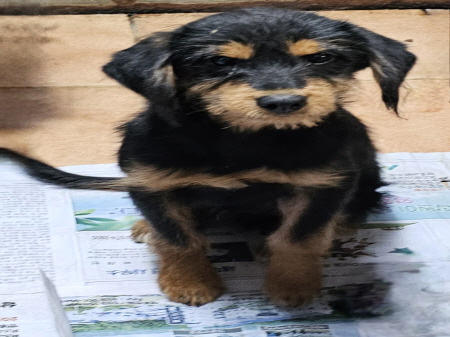 원주시동물보호센터_442419202400825