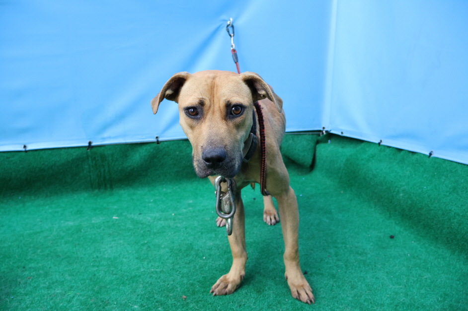 제주 동물보호센터_450650202403189