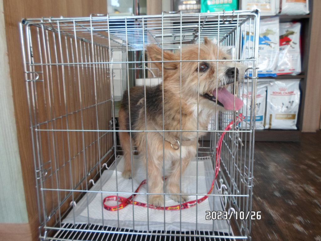 디아크동물종합병원_411319202400664