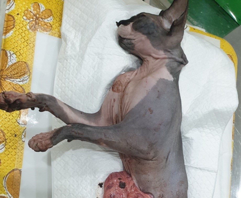 인천광역시수의사회_428352202400493