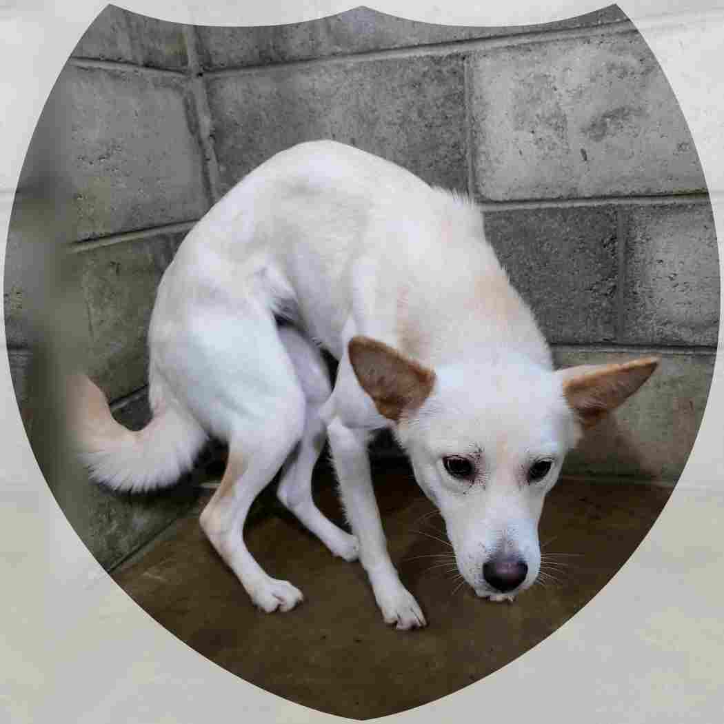 군산유기동물보호센터_445467202402205